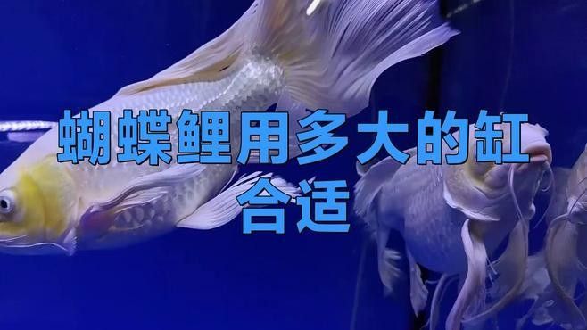 蝴蝶鯉躲避空間需要多大